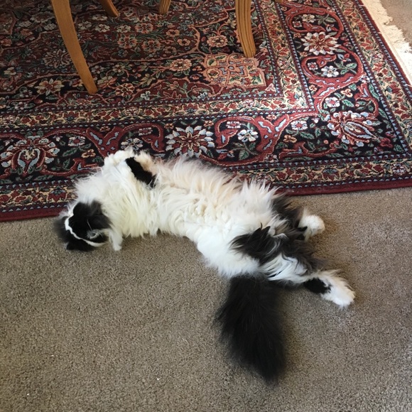 Meet your Posher, Wendy - Picture 3 of 8